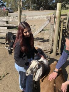 Lili petting a goat